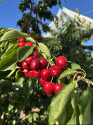 百果园取智利车厘子协汇合做升级 新尺度 